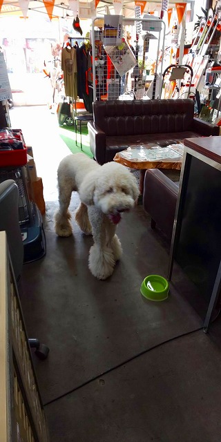 迷子犬 1